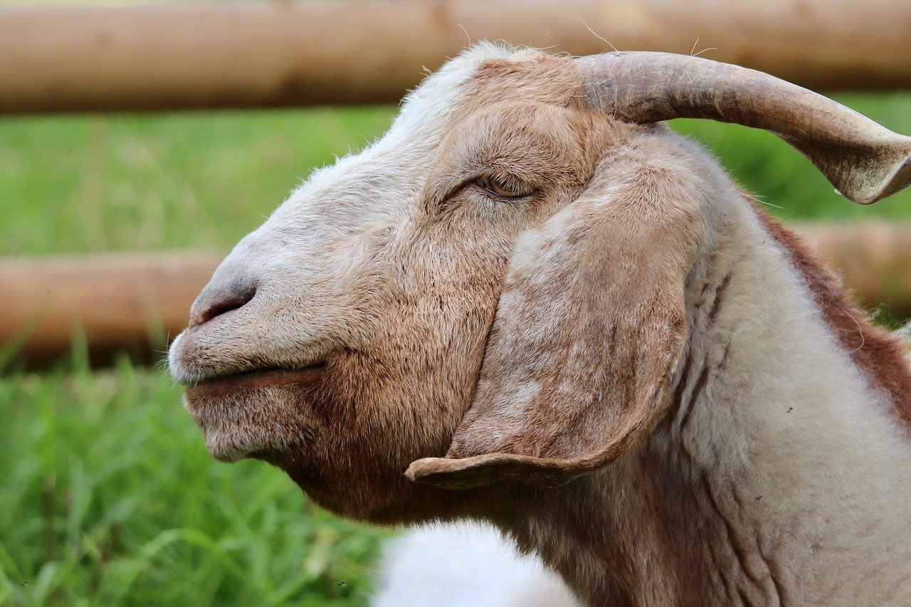 신한캐피탈 신용카드 소지자 대출